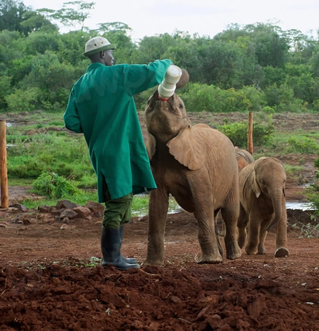 1 Day David Sheldrick Elephant Orphanage & Giraffe Centre Tour