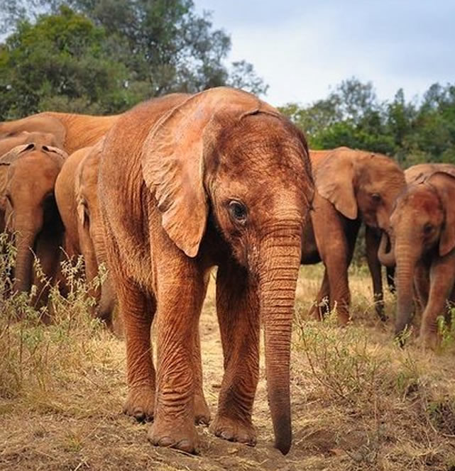 1 Day David Sheldrick Elephant Orphanage & Giraffe Centre Tour