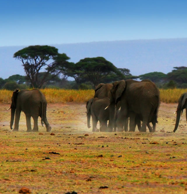 2 Days Mombasa – Amboseli Kilimanjaro Safari Kenya Safari Tour2