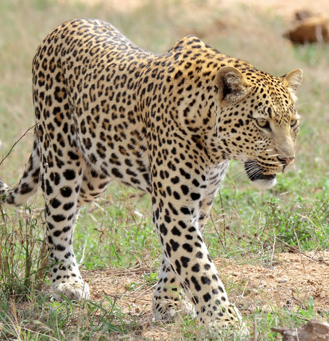 2 Days Mombasa – Amboseli Kilimanjaro Safari Kenya Safari Tour3