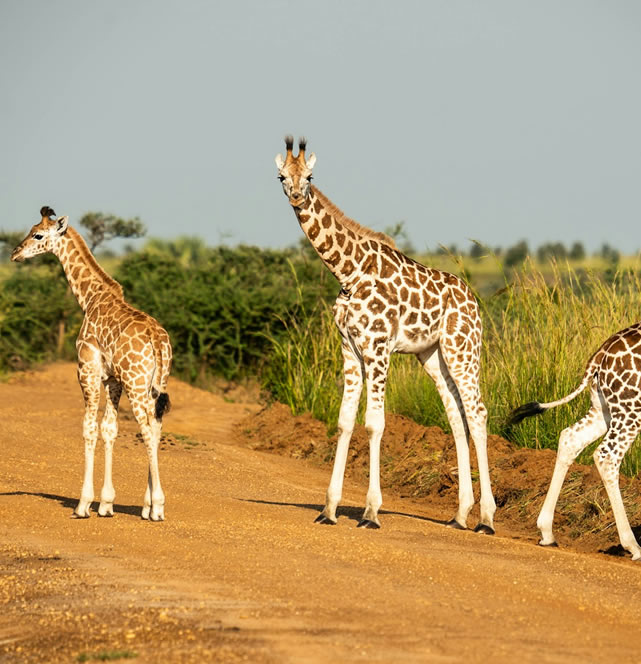 2 days tsavo