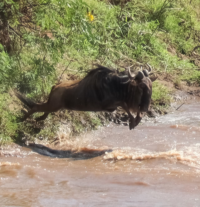 3 Days Nairobi to Masai Mara Safari Kenya Wildlife Adventure