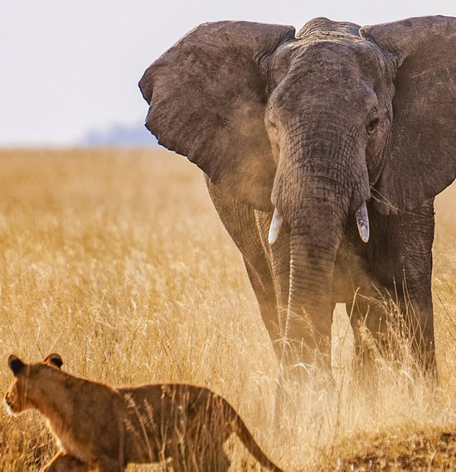 3 Days Nairobi to Masai Mara Safari Kenya Wildlife Adventure3