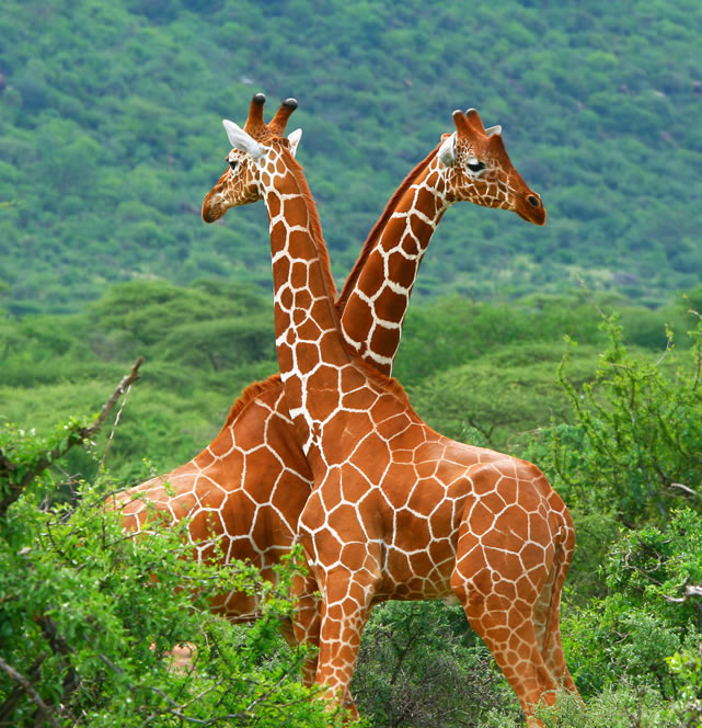 3 Days Nairobi to Samburu Safari Kenya Wildlife Adventure