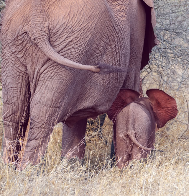 3 Days Nairobi to Samburu Safari Kenya Wildlife Adventure2