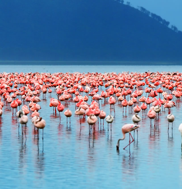 6 Days Kenya Safari Mombasa to Nairobi – Lake Nakuru, Masai Mara, Amboseli & Tsavo West3