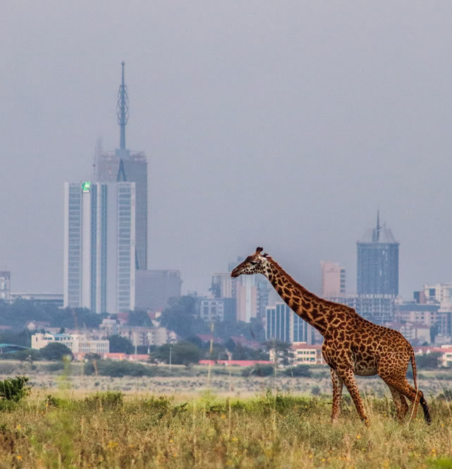 Nairobi National Park Excursion